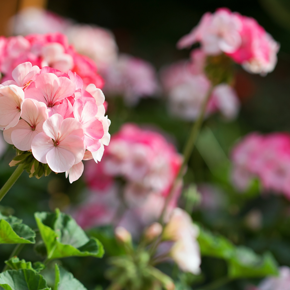 Certified Organic Geranium Essential Oil - Image 2
