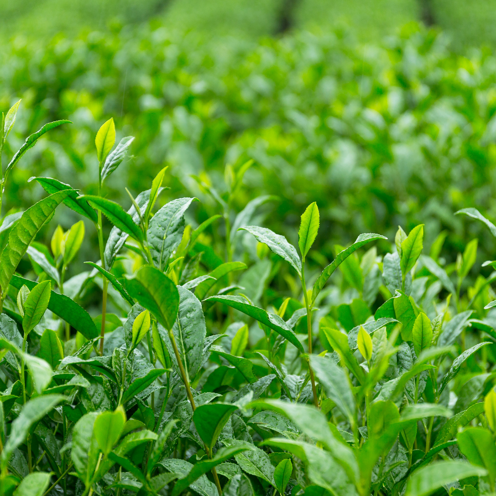 Certified Organic Tea Tree Essential Oil - Image 2