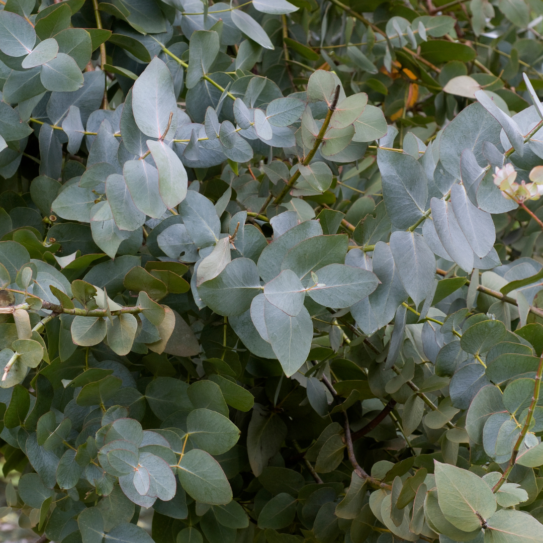 Certified Organic Eucalyptus Essential Oil - Image 2