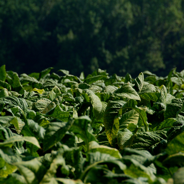 Tobacco & Laurel Fragrance Oil - Image 2