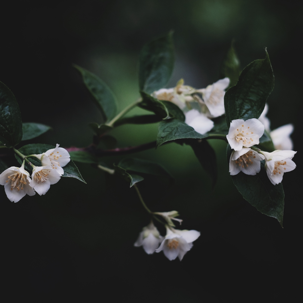 Evening Jasmine Fragrance Oil - Image 3