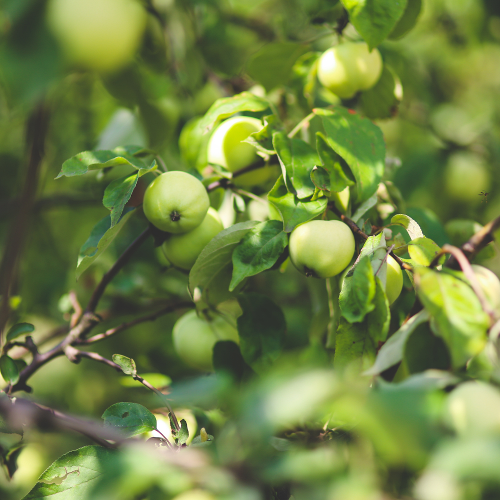 Fresh Green Apple Fragrance Oil - Image 2
