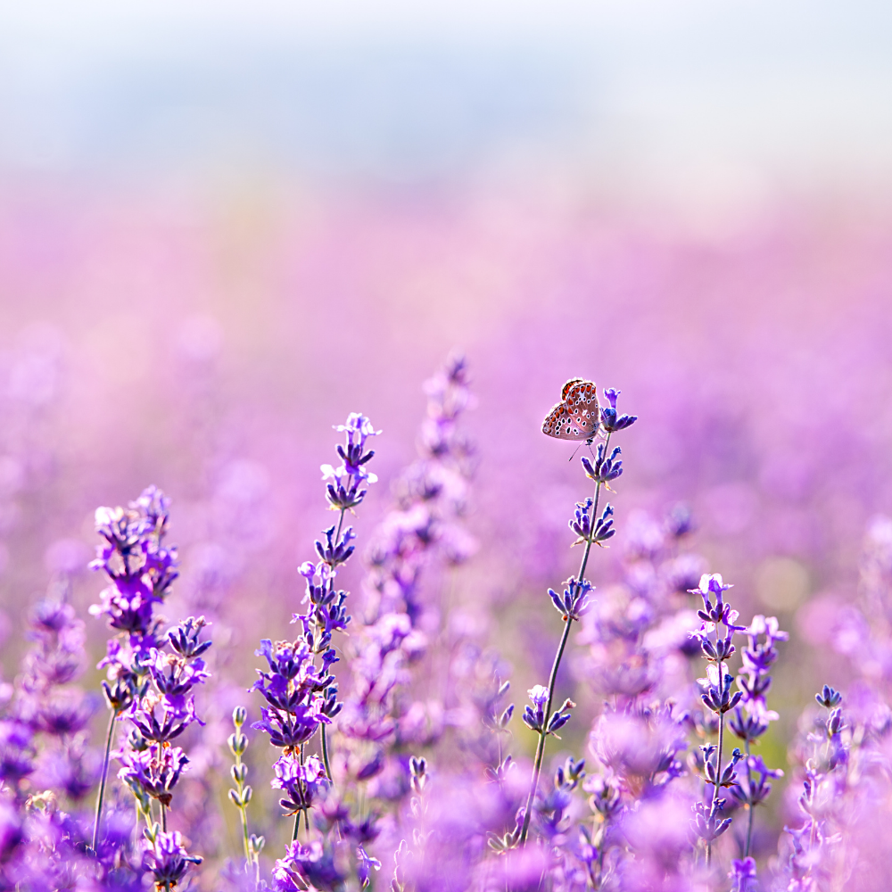 Lavender 40/42 Essential Oil - Image 2