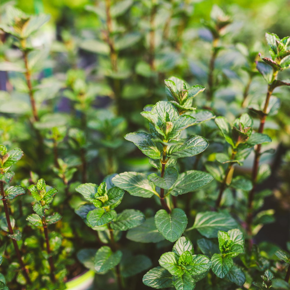 Certified Organic Peppermint Essential Oil - Image 2