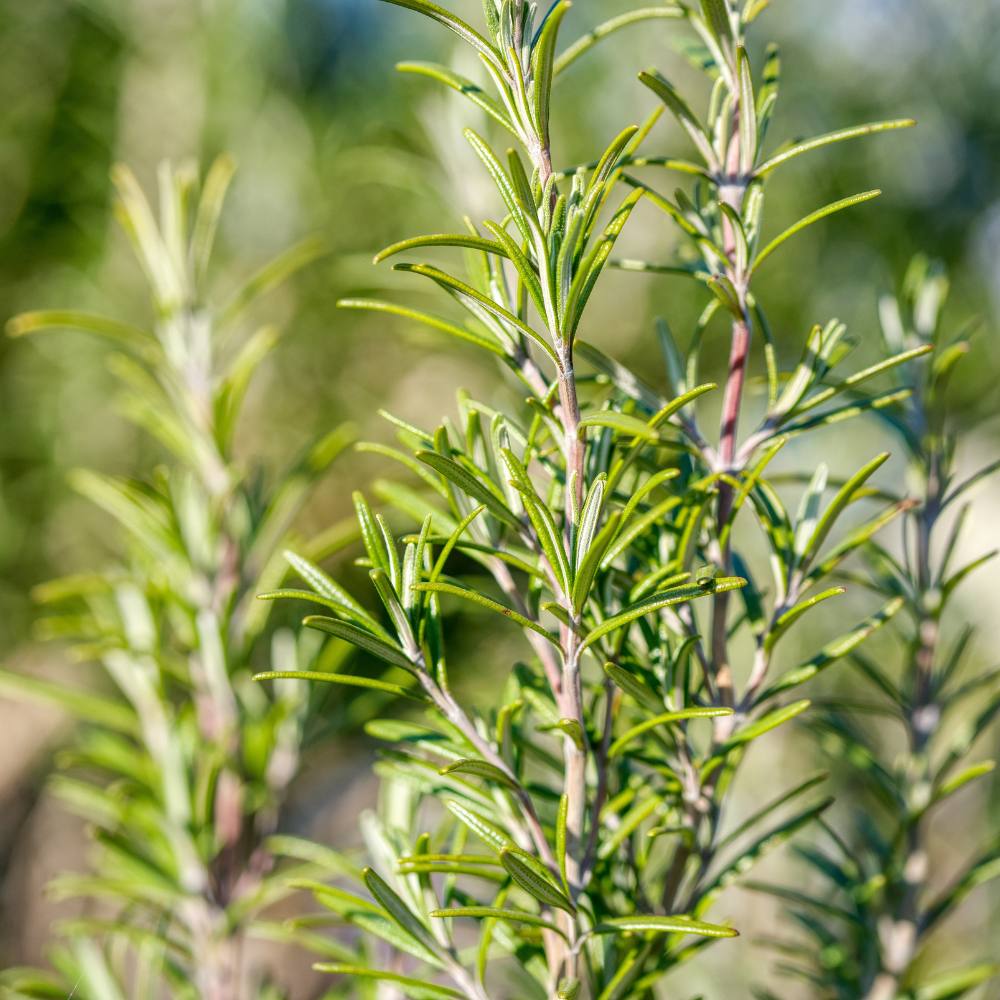 Rosemary Moroccan Essential Oil - Image 2