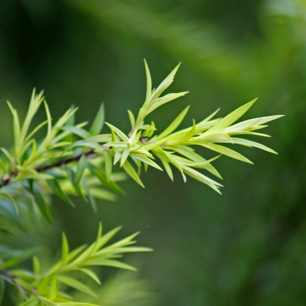 Tea Tree Australia Essential Oil - Image 3