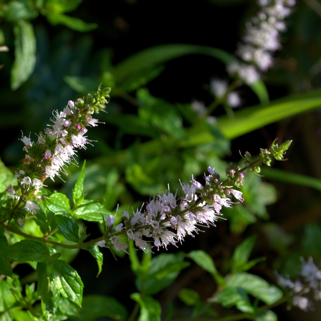 St. Hilaire's Spearmint Essential Oil - Image 2