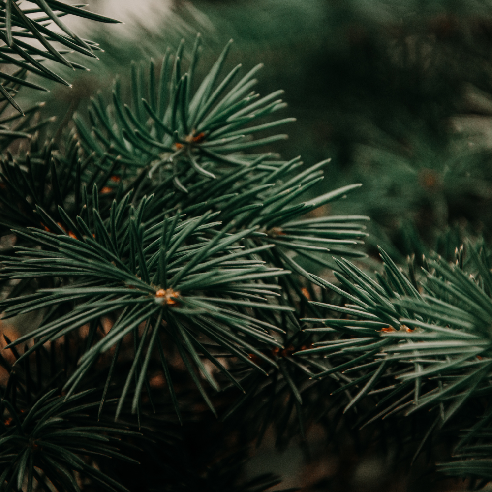 Winter Fir Fragrance Oil - Image 2