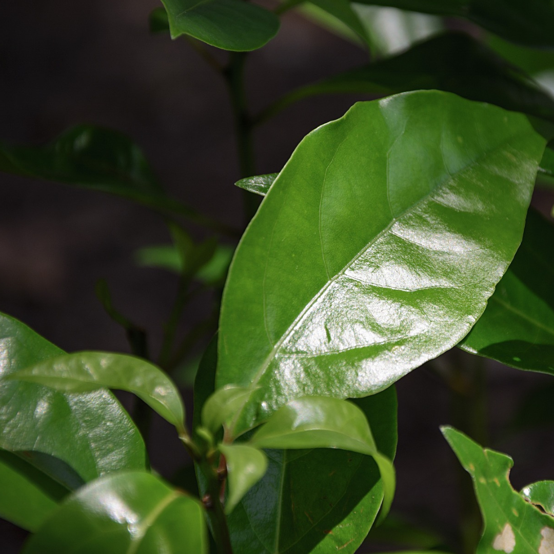 Camphor White Essential Oil - Image 2