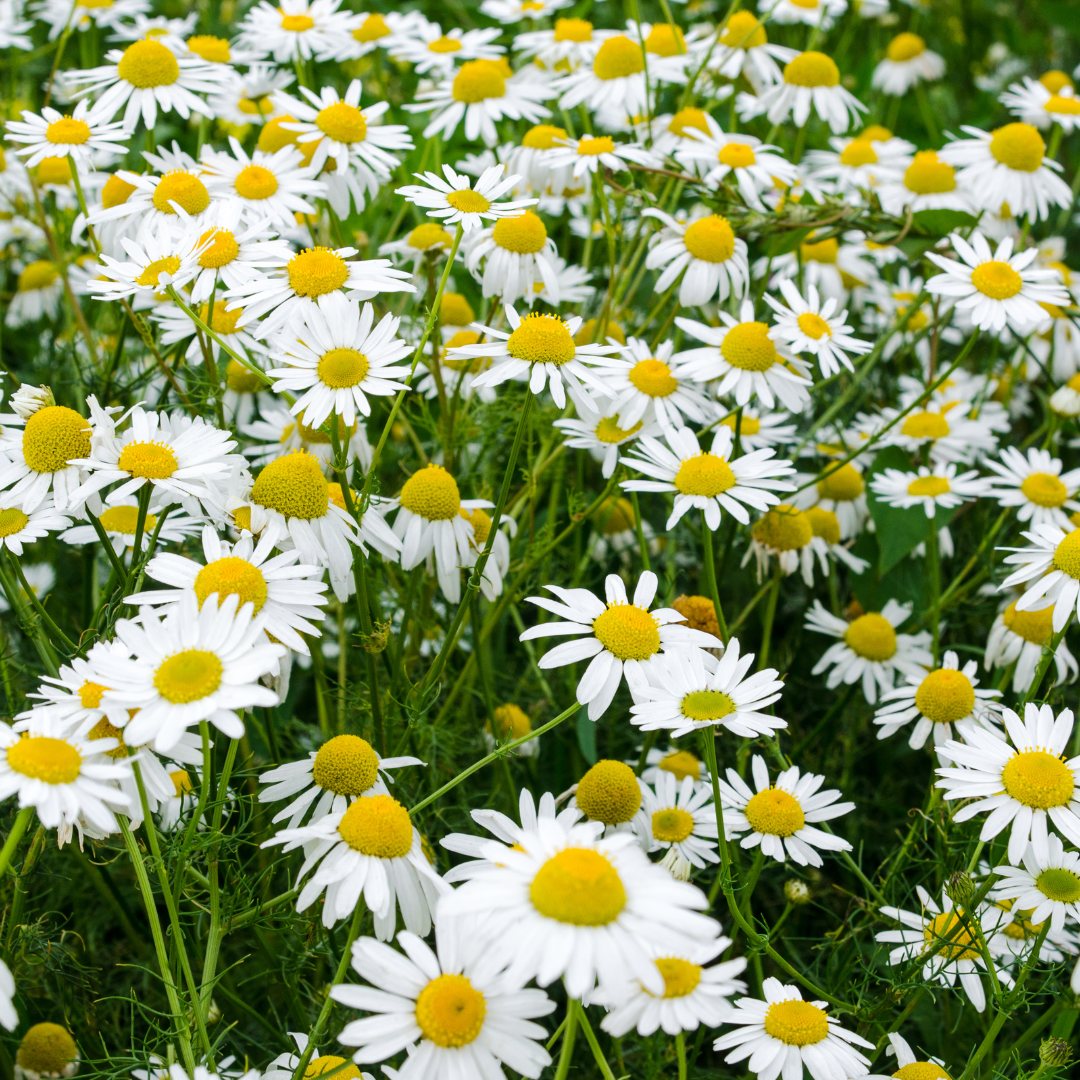 Roman Chamomile Essential Oil - Oregon - Image 2