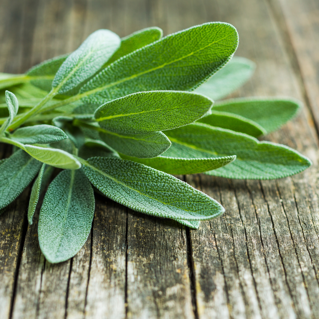 Sage Essential Oil Dalmatian - Image 2